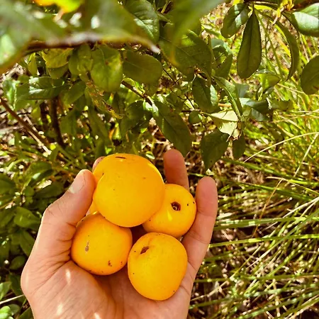 Ecological Timber House Near The Baltic Sea Coast Moor-Rolofshagen