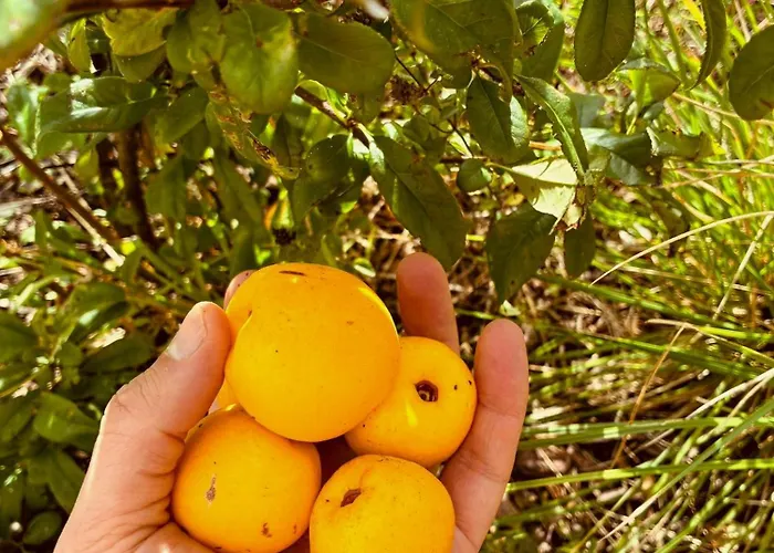 Ecological Timber House Near The Baltic Sea Coast Moor-Rolofshagen